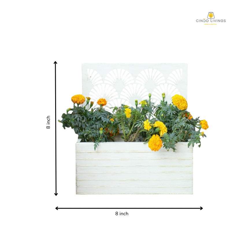 Winter Ray Planter
