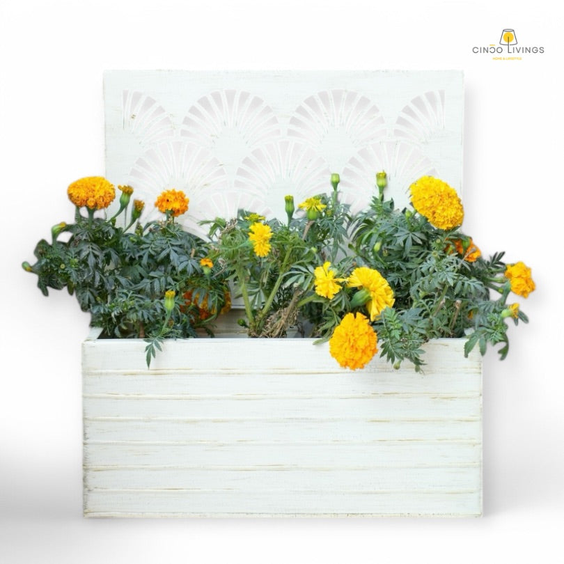 Winter Ray Planter